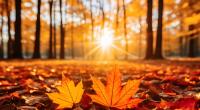 Dürfen wir uns auf goldenes November-Wetter freuen?