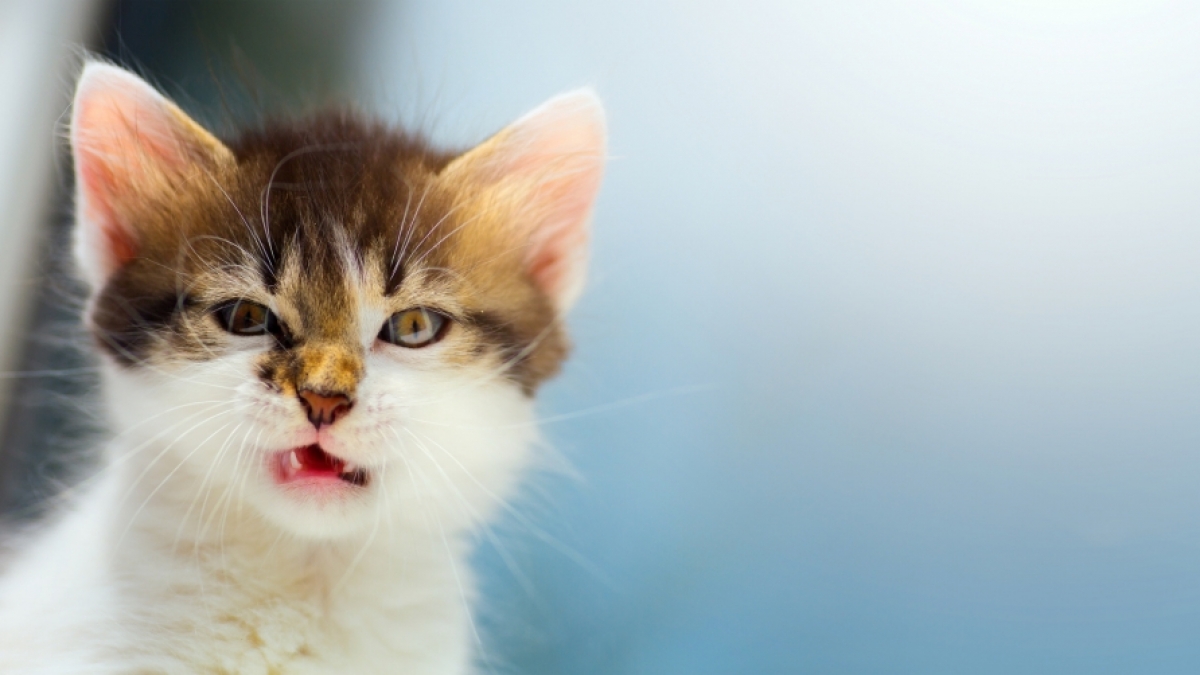 Was w&uuml;rde wohl eine Katze von der Keddii-Katzenstreuschaufel halten? (Foto)