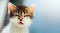 Was würde wohl eine Katze von der Keddii-Katzenstreuschaufel halten?