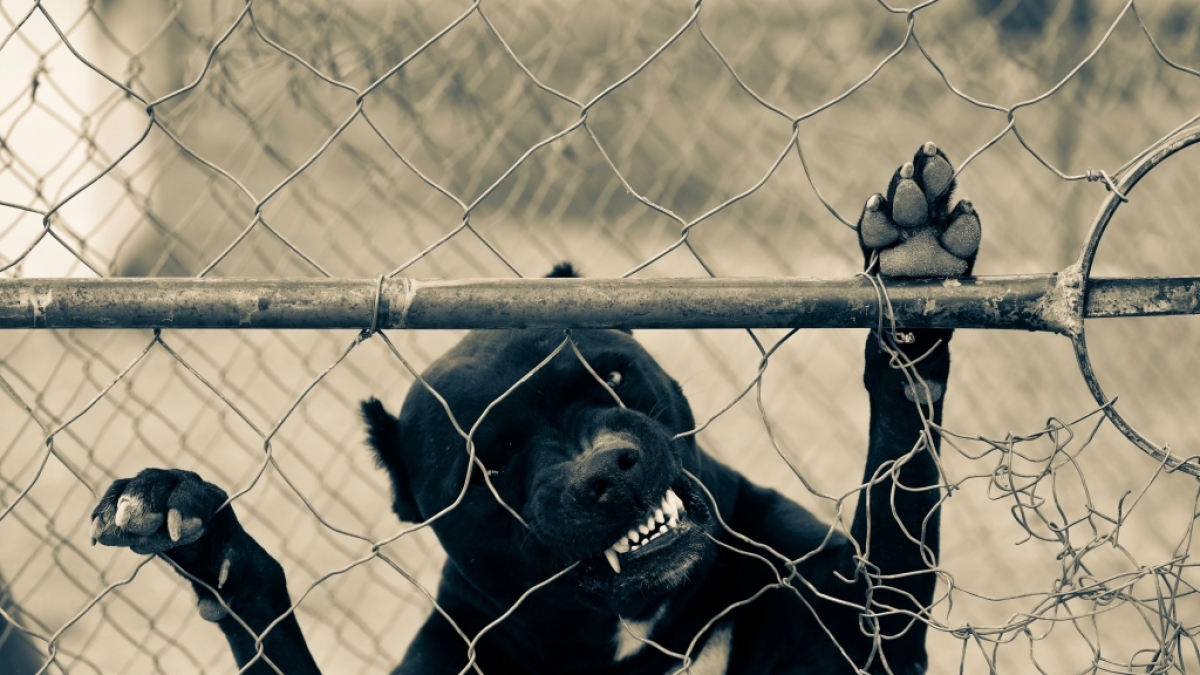 Ein Pitbull hat ein 8 Tage altes Baby zerfetzt. (Foto)