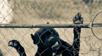 Ein Pitbull hat ein 8 Tage altes Baby zerfetzt.