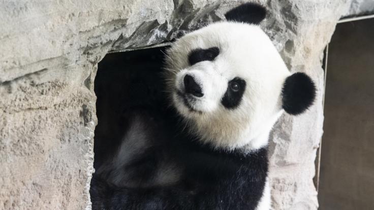 Panda-Weibchen Meng Meng hat im Berliner Zoo zwei Jungtiere zur Welt gebracht.