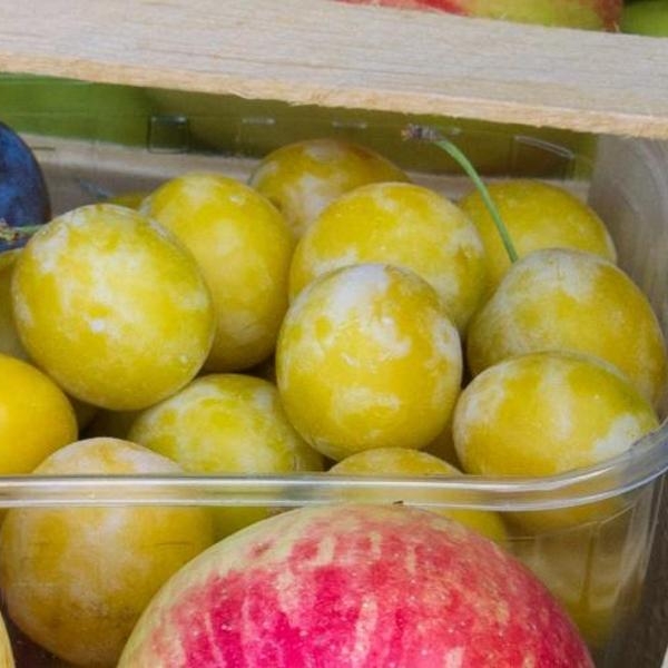 Rezept-Ideen und Tipps für die Zubereitung von Mirabellen