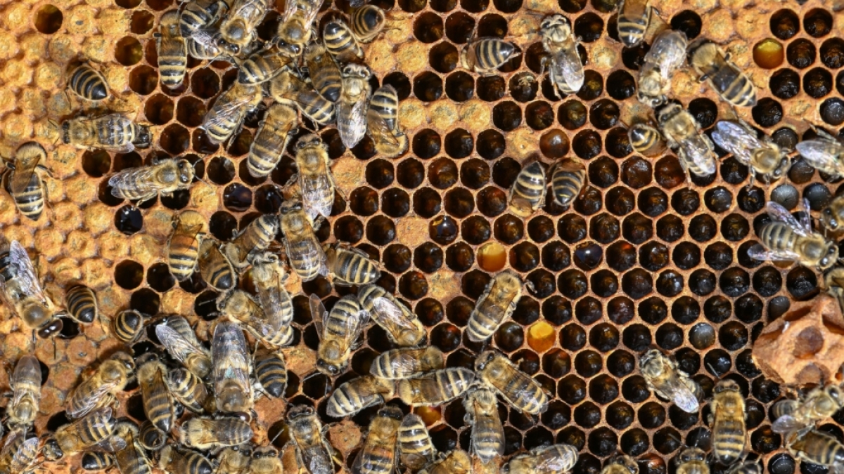 Aggressive Killerbienen-Schw&auml;rme haben in Nicaragua mindestens sechs Menschen get&ouml;tet, die zuvor einen Bus-Unfall &uuml;berlebten (Symbolfoto). (Foto)