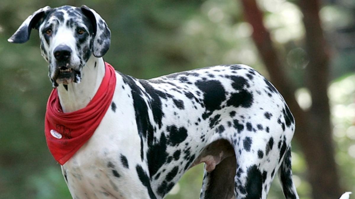 Ein Mann hat eine Deutsche Dogge &uuml;ber mehrere Monate hinweg vergewaltigt. (Foto)