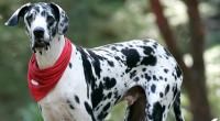 Ein Mann hat eine Deutsche Dogge über mehrere Monate hinweg vergewaltigt.