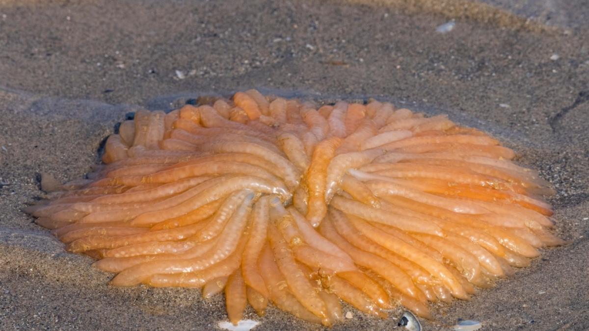 An einen Strand in Wales wurde eine bizarre Kreatur angesp&uuml;lt. Was ist das? (Foto)