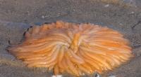 An einen Strand in Wales wurde eine bizarre Kreatur angespült. Was ist das?