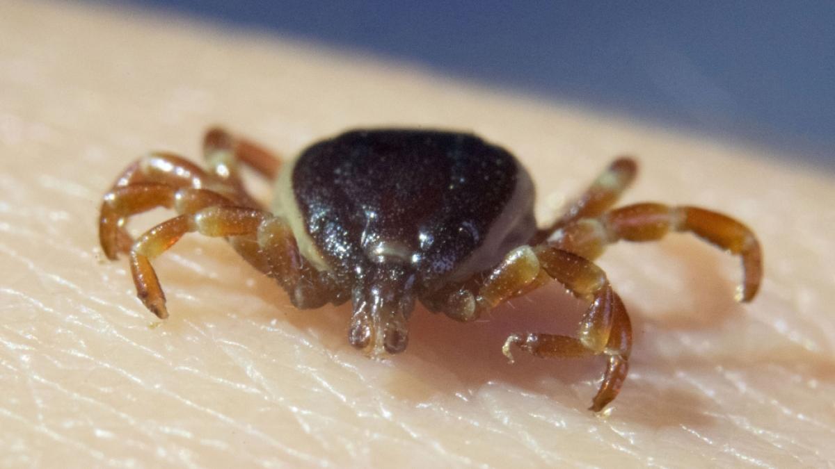 Das sogenannte Krim-Kongo-Fieber wird durch Hyalomma-Zecken &uuml;bertragen. (Foto)