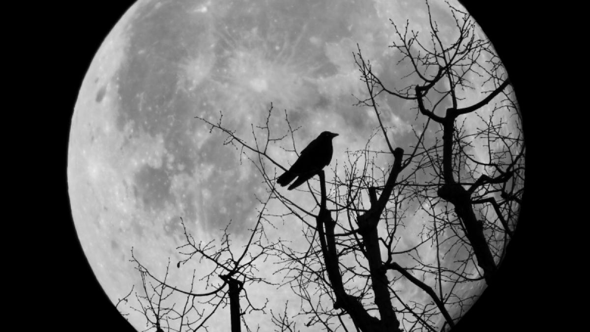 Ist der Kr&auml;henmond im M&auml;rz ein b&ouml;ses Omen? (Foto)
