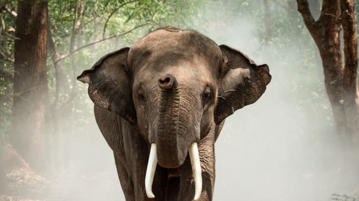 In Indien t&ouml;tete ein Elefant eine 70-j&auml;hrige Frau. (Symbolfoto) (Foto)