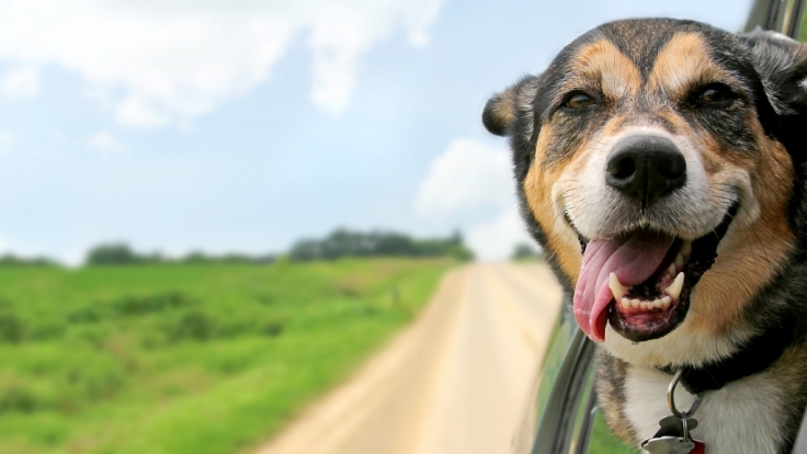 Ist dieser Hund glücklich oder ist das nur eine menschliche Interpretation?