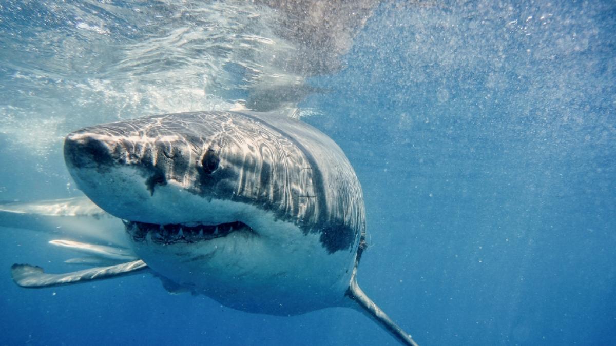 Ein Schwimmer wurde vermutlich von einem der gr&ouml;&szlig;ten Wei&szlig;en Haie auf dieser Welt angegriffen. (Symbolfoto) (Foto)