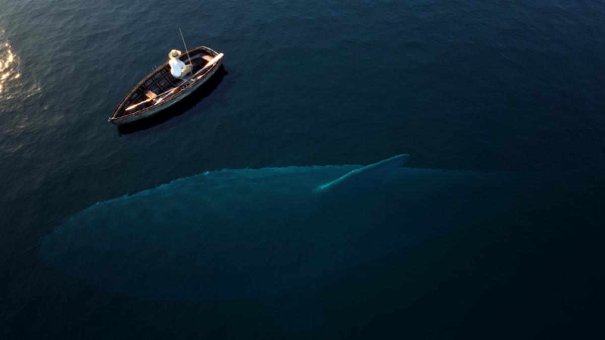 Ein TikTok-Nutzer will die Existenz des Megalodon beweisen. (Foto)