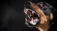 In den USA haben zwei Rottweiler ein Baby totgebissen.