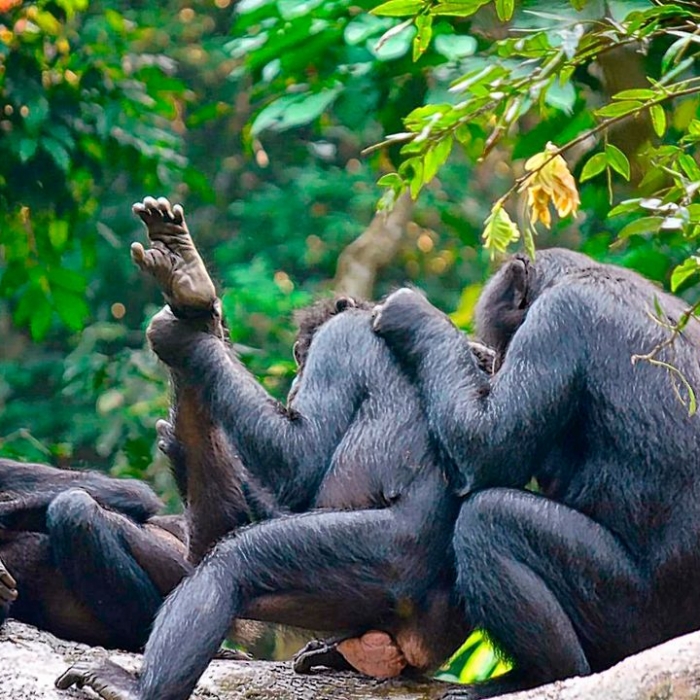 Wiederholung der Naturreihe online und im TV
