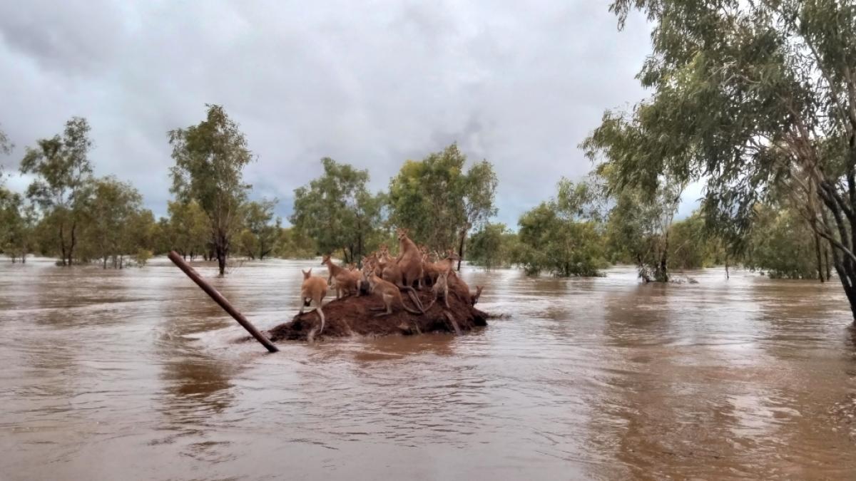 In Australien sorgt Extremwetter f&uuml;r verheerendes Hochwasser. (Foto)