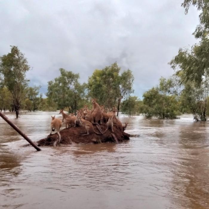 Extremwetter in Australien! Bedroht Jahrhundertregen die RTL-Show?