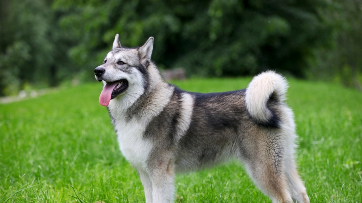 In den USA vergewaltigt ein Mann einen Hund und gab ihm die Schuld daran. (Foto)