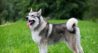 In den USA vergewaltigt ein Mann einen Hund und gab ihm die Schuld daran.