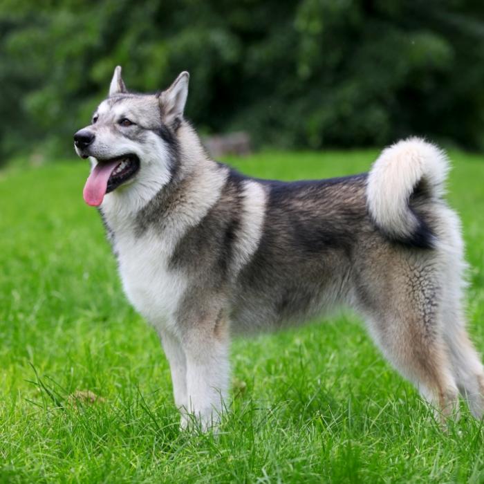 Mann vergewaltigt Hund und hat bizarre Ausrede