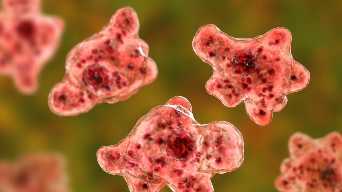 Ein Schwimmer infizierte sich mit der Gehirn-fressenden Am&ouml;be Naegleria fowleri. (Foto)