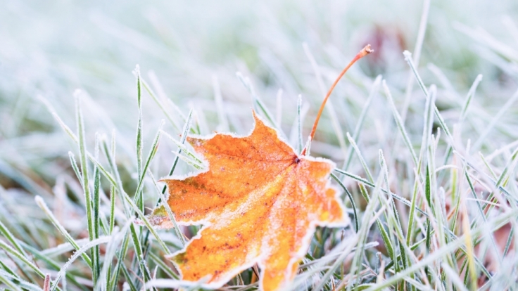 Freiburg im Breisgau weather today: Beware of frost!  DWD issues a weather warning