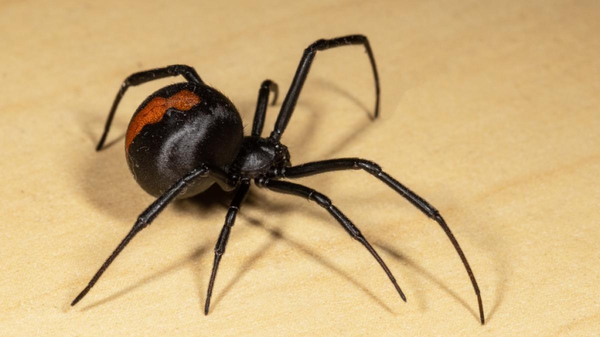 Eine Rotr&uuml;ckenspinne hat in Australien eine Frau gebissen und ihr Leben damit drastisch ver&auml;ndert. (Symbolfoto) (Foto)