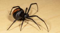 Eine Rotrückenspinne hat in Australien eine Frau gebissen und ihr Leben damit drastisch verändert. (Symbolfoto)