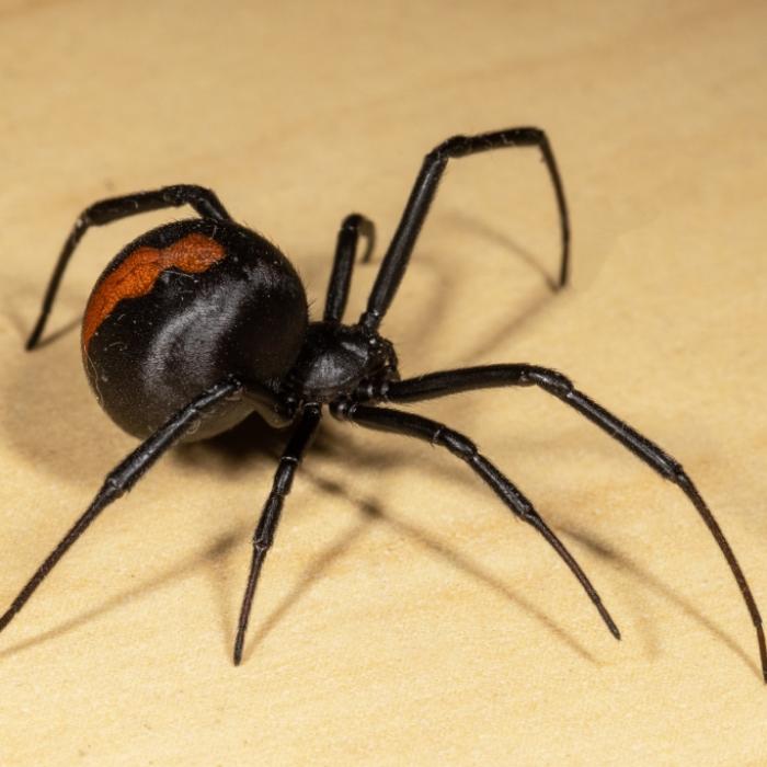 Spinnenbiss mit bösen Folgen - Australierin (28) kann ihre Kinder nicht umarmen