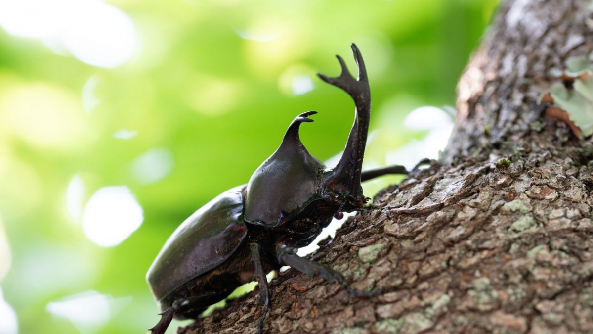 Krasse Krabbeltiere bei Arte (Foto)