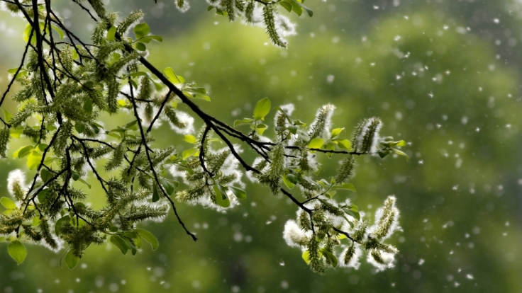 Ihr Bio- und Pollenflug-Wetter heute. (Foto)