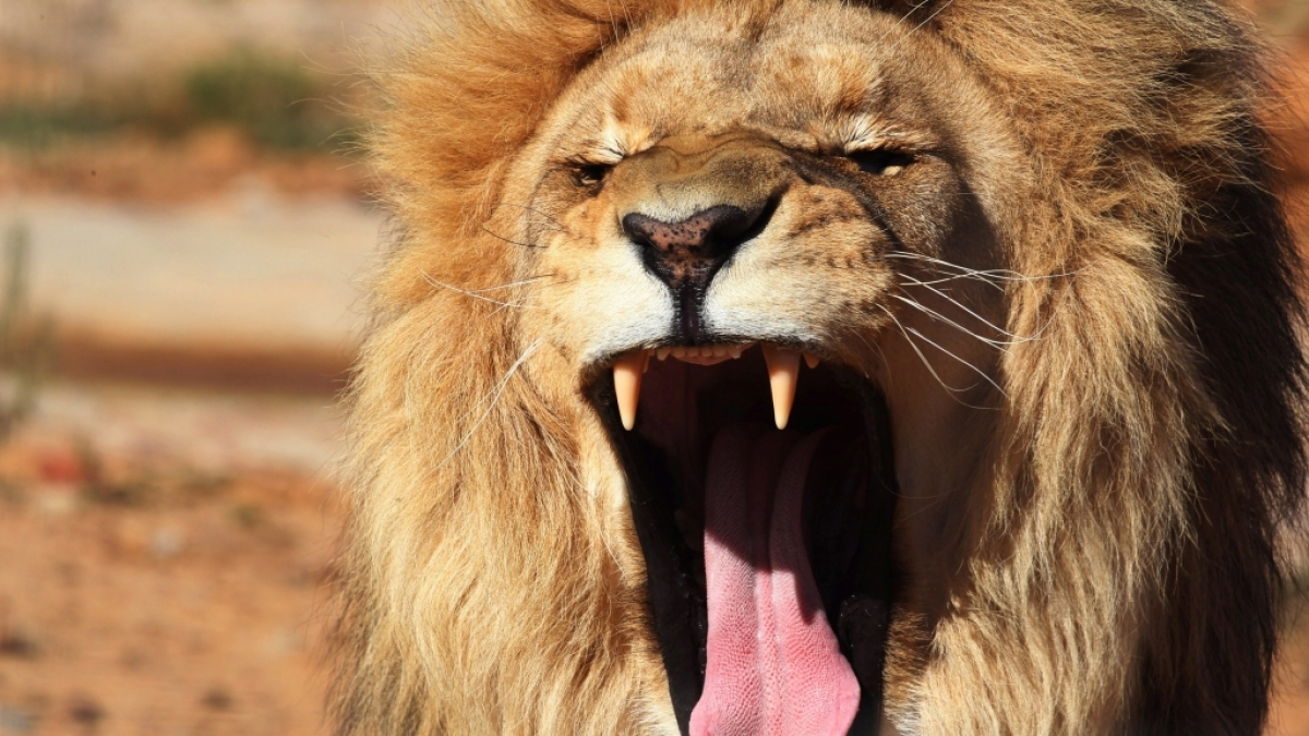 In S&uuml;dafrika kam es zu Horror-Szenen, als ein L&ouml;we einen Mann in einem Wildtierreservat angriff und schwer verletzte (Symbolbild). (Foto)