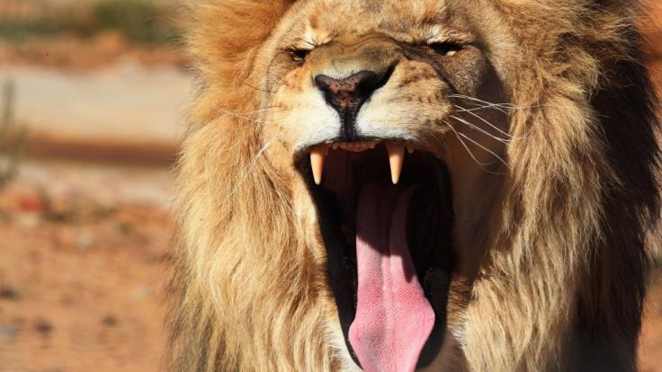 In Südafrika kam es zu Horror-Szenen, als ein Löwe einen Mann in einem Wildtierreservat angriff und schwer verletzte (Symbolbild).