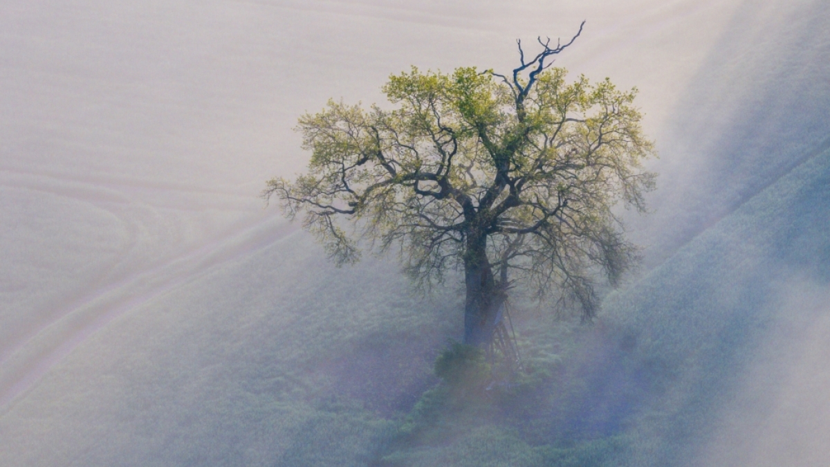 Der DWD hat eine Warnung vor Nebel herausgegeben (Symbolbild). (Foto)