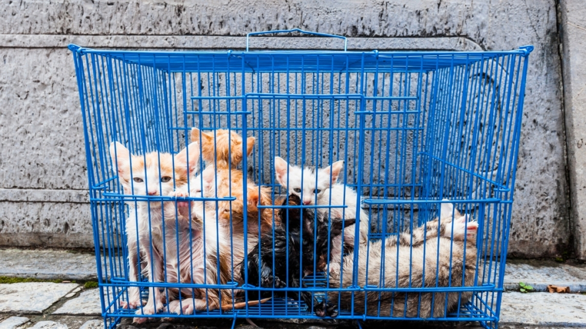 Diese Strafen drohen Tierqu&auml;lern. (Foto)