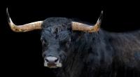 In Spanien ist ein Mann (72) bei einem Stierrennen getötet worden. (Symbolfoto)