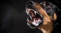 Eine Joggerin wurde brutal von einem Kampfhund angefallen. (Symbolbild)