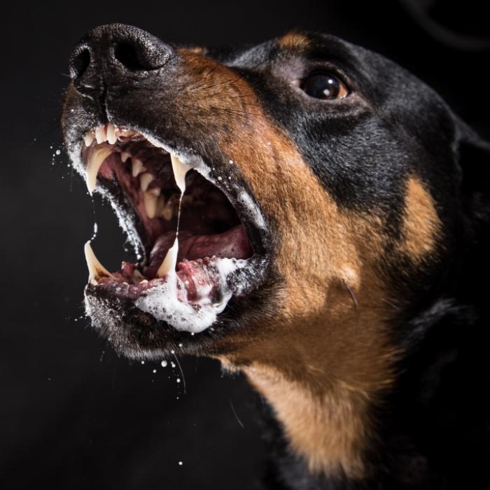 Kampfhund zerfleischt Joggerin