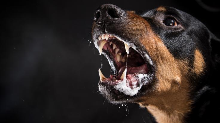 Eine Joggerin wurde brutal von einem Kampfhund angefallen. (Symbolbild)
