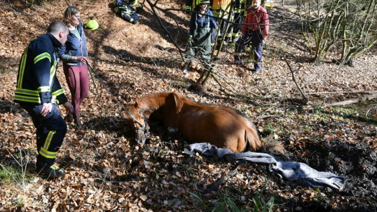 In Hessen führt ein Pferd die Polizei zu versteckten Waffen.