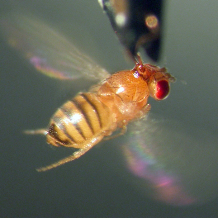 Das hilft gegen nervige Obstfliegen