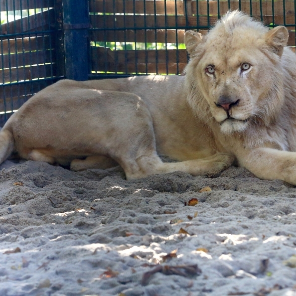 Zoobesucher wirft sich Löwen zum Fraß vor