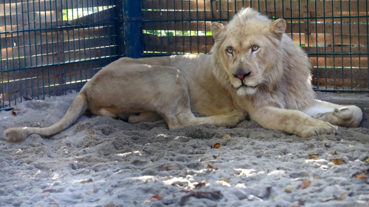 Die Motive des Zoobesuchers sind weiterhin unklar.
