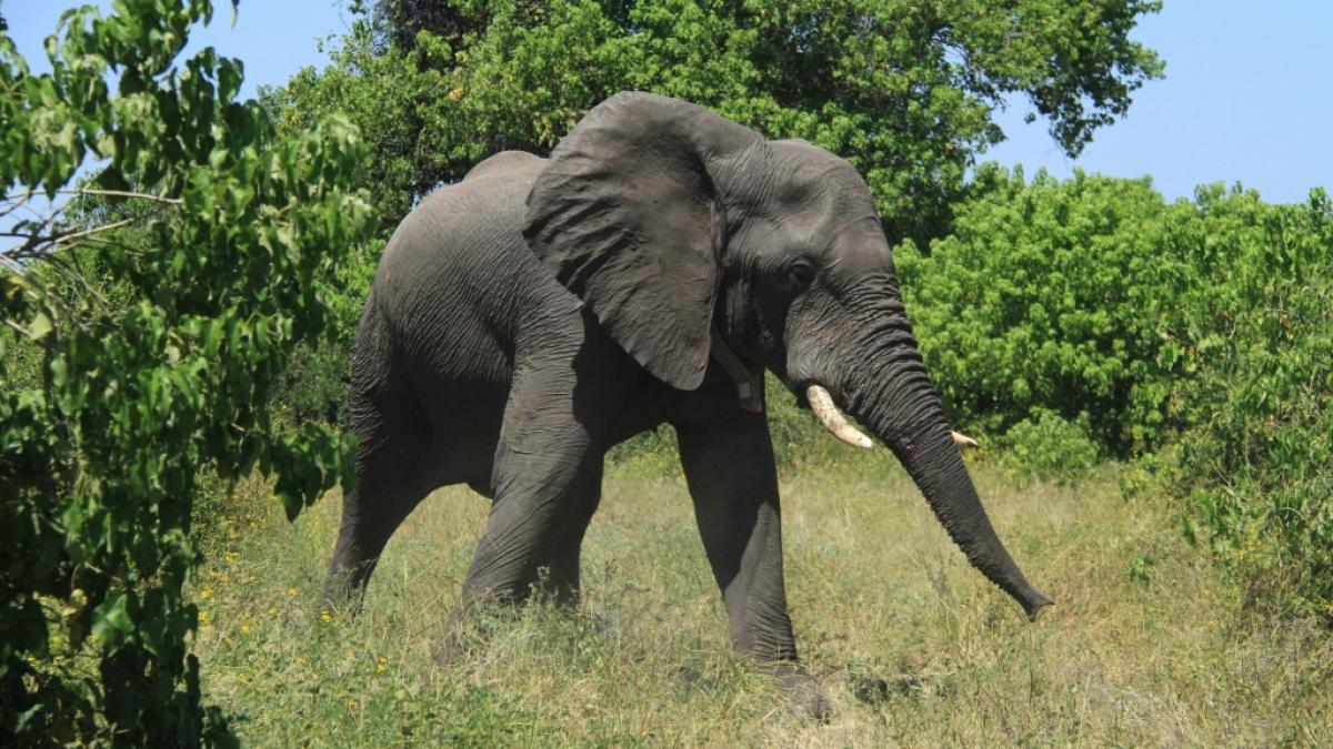 Ein sechs Tonnen schwerer Elefant hat dem Leben des Multimillion&auml;rs FC Conradie in einem s&uuml;dafrikanischen naturreservat ein j&auml;hes Ende gesetzt (Symbolfoto). (Foto)