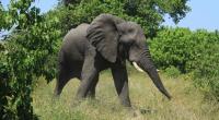 Ein sechs Tonnen schwerer Elefant hat dem Leben des Multimillionärs FC Conradie in einem südafrikanischen naturreservat ein jähes Ende gesetzt (Symbolfoto).