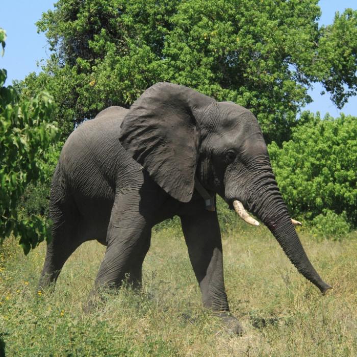 Sechs-Tonnen-Elefant zermalmt Multimillionär (39)