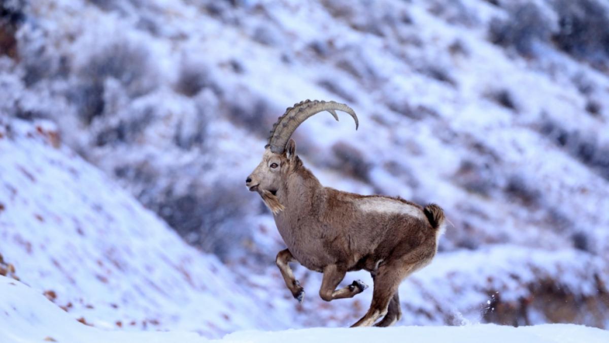 Wie sein tierischer Namensgeber ist auch das Sternzeichen Steinbock au&szlig;erordentlich anpassungsf&auml;hig und resilient. (Foto)