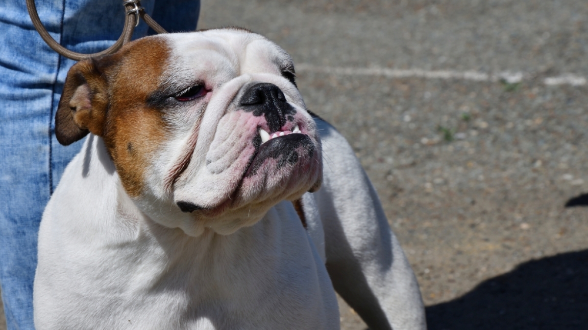 In England wurde ein Junge (10) von einer Bulldoge t&ouml;dlich verletzt. (Foto)