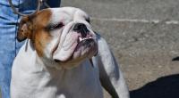 In England wurde ein Junge (10) von einer Bulldoge tödlich verletzt.